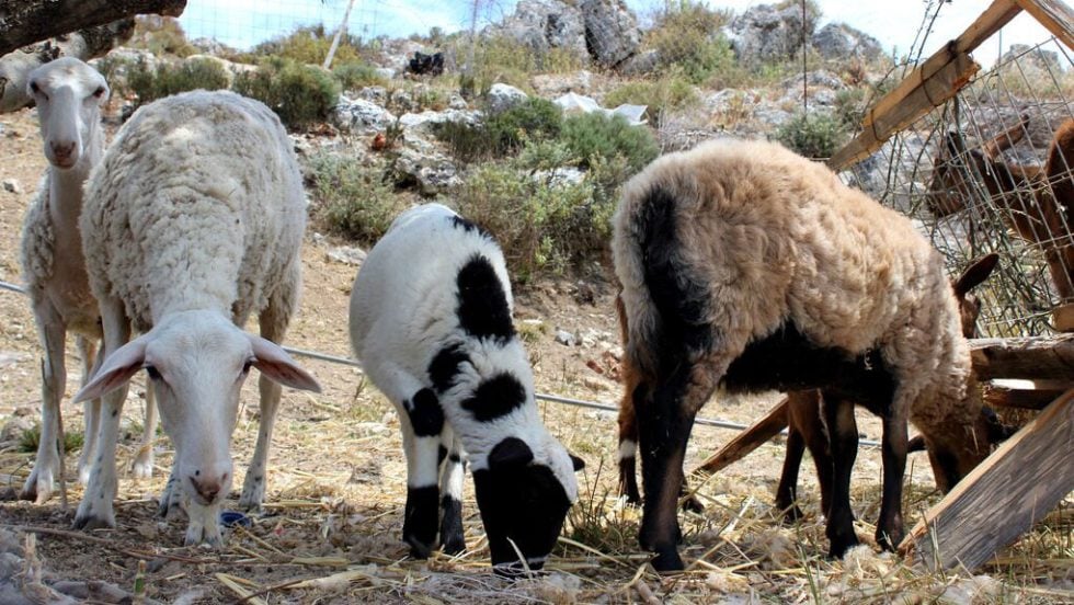 Η Λέσβος βουλιάζει, η κυβέρνηση αργεί